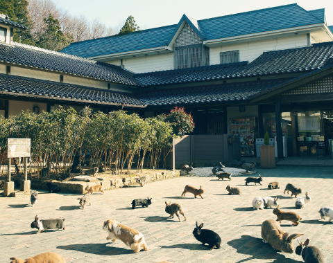 ���������̗�