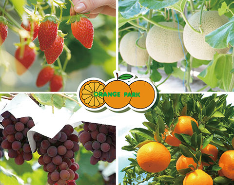 ���S�I�����W�p�[�N